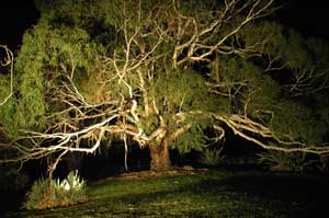 Adelaide Hills Country Cottages - The Nest - Holiday Sydney 4