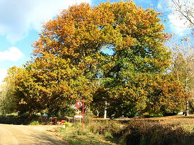 Red Rooster Host Farm - Yamba Accommodation 0