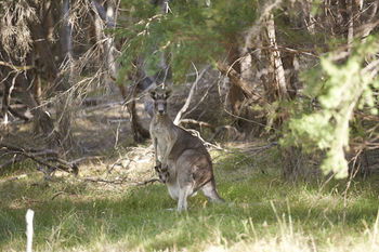 Yering Gorge Cottages By The Eastern Golf Club - Holiday Sydney 6