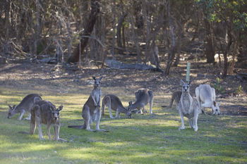 Yering Gorge Cottages By The Eastern Golf Club - Holiday Sydney 12