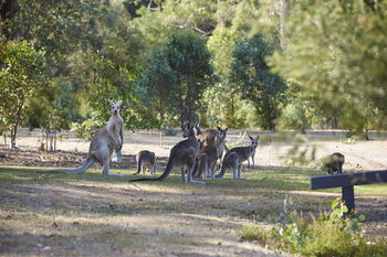 Yering Gorge Cottages By The Eastern Golf Club - Holiday Sydney 13