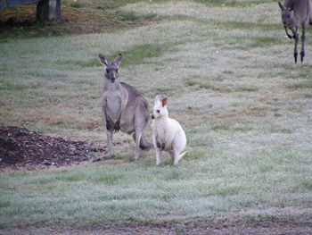Yering Gorge Cottages By The Eastern Golf Club - Holiday Sydney 1