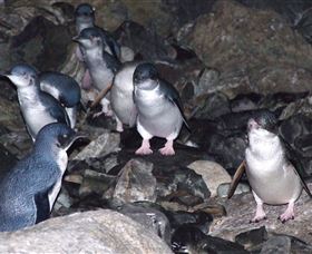 A Portside Experience - King Island - YWait Travel 4