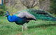 Jubilee Lake Holiday Park - thumb 6