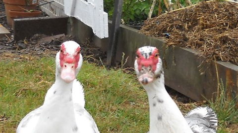Johanna River Farm And Self Contained Cottages - Accommodation Australia 5