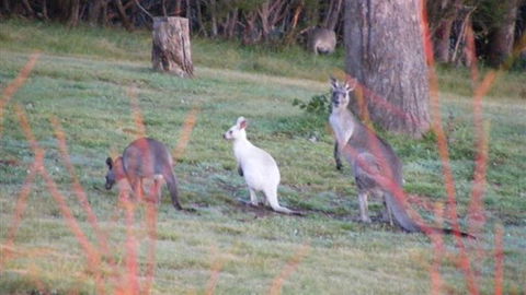 Yering Gorge Cottages - Holiday Sydney 4