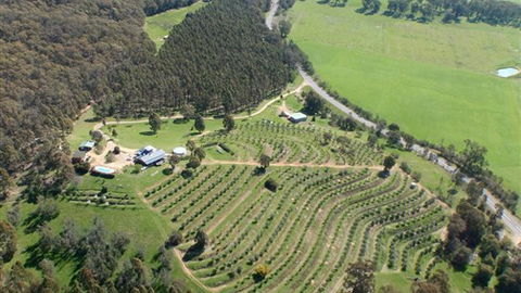 Karoonda Olive Grove Retreat At Mt Buffalo Olives - Townsville Tourism 2