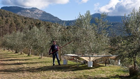Karoonda Olive Grove Retreat At Mt Buffalo Olives - Townsville Tourism 3