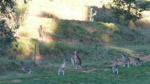 Karoonda Olive Grove Retreat At Mt Buffalo Olives - Townsville Tourism 6