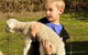 Diamond Forest Cottages And Farm Stay - thumb 1