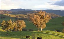 Widgee Murra - YWait Travel 7