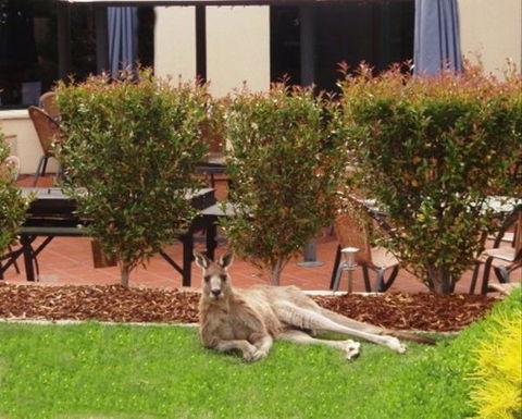 Alpha Canberra Hotel And Apartments - Accommodation Airlie Beach 1