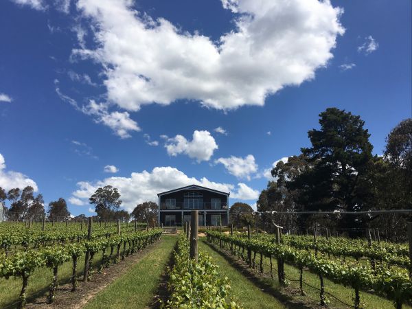 Mortimer's Accommodation amongst the Vines Image