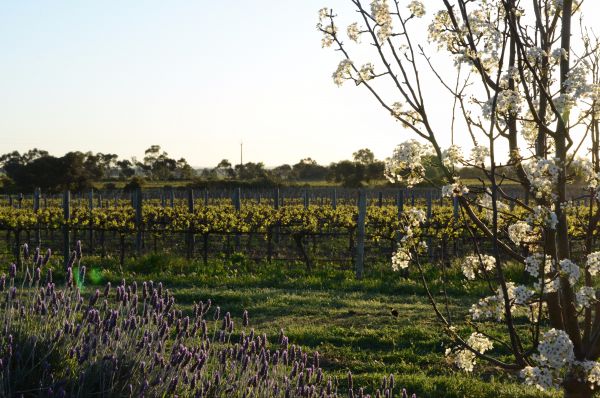 Angas Plains Wines Suites - thumb 7