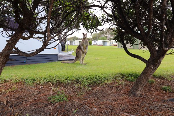 Anglesea Family Caravan Park - thumb 3