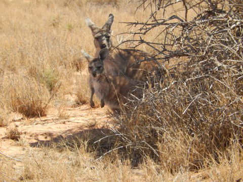 Gnaraloo Station - Accommodation Directory 3