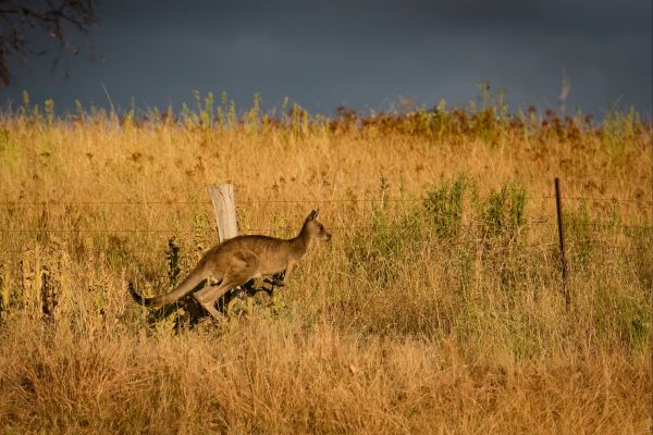 Mt Bellevue Lodge - King Valley - thumb 5