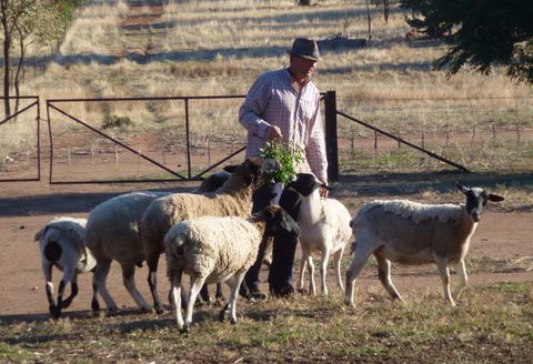 Selby Organic Farm Stay - Casino Accommodation 4