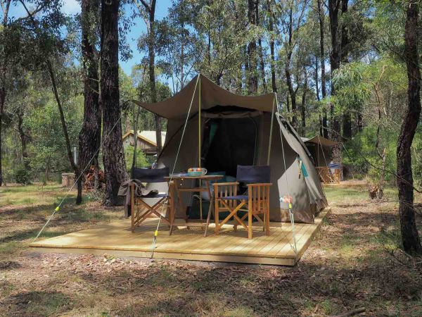 Tall Trees Camping on the Great Ocean Road Image
