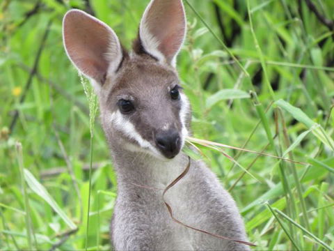 Takarakka Bush Resort Carnarvon Gorge - Byron Bay Accommodation 8