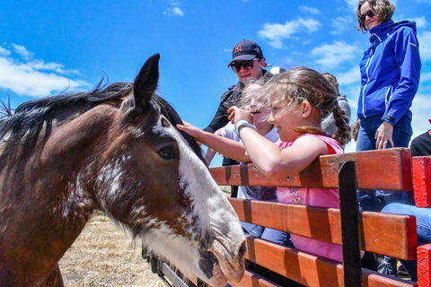Narnu  Farm (Farm Stay/ School Camp) - Wagga Wagga Accommodation 6
