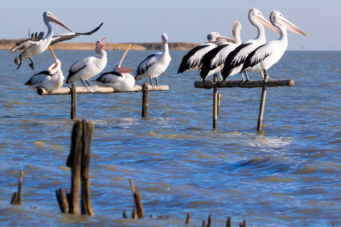Pelican Perch Retreat - Casino Accommodation 0