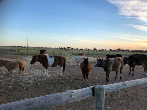 Tarnasey Farm - Schilling's Shack - Wagga Wagga Accommodation 3