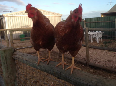 Tarnasey Farm - Schilling's Shack - Wagga Wagga Accommodation 7