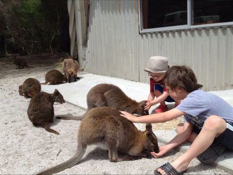 The Patriarch Wildlife Sanctuary Camping Ground - St Kilda Accommodation 0