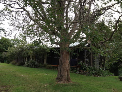 Wonga - Bundaberg Accommodation 0