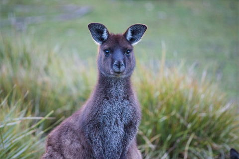 Mays Homestead - Flinders Chase National Park - Accommodation Perth 2
