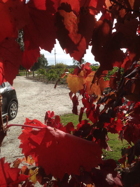 Under The Vines - Holiday Melbourne 0