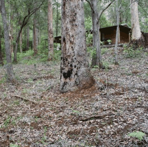 Pemberton  Forrest Cottages  - WA Accommodation 2