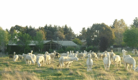 Bed And Breakfast Armidale NSW Accommodation Australia