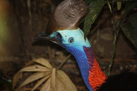 Daintree Wilderness Lodge - Holiday Melbourne 1