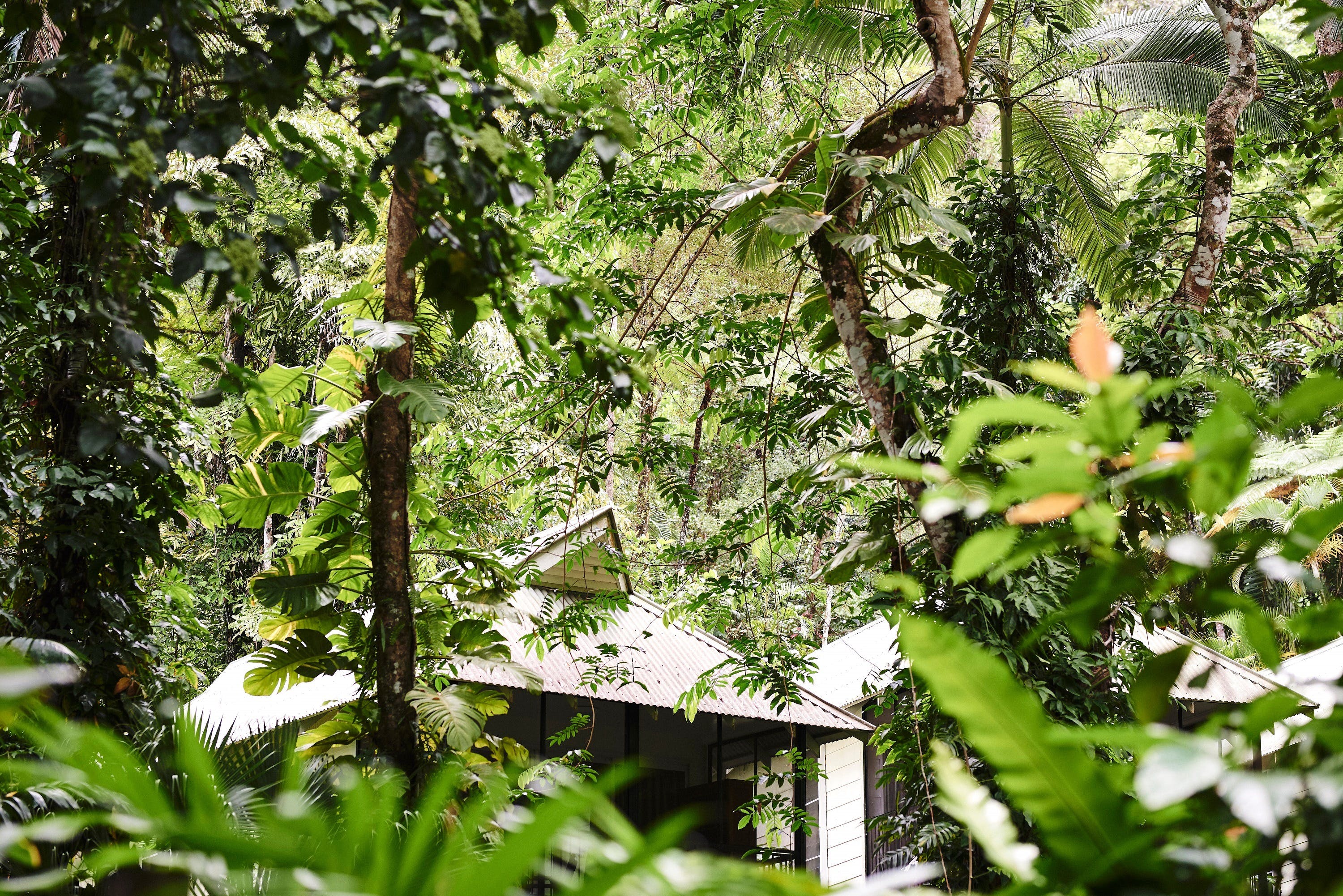 Daintree Ecolodge - thumb 0