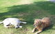 McLaren Vale Lakeside Caravan Park - thumb 2