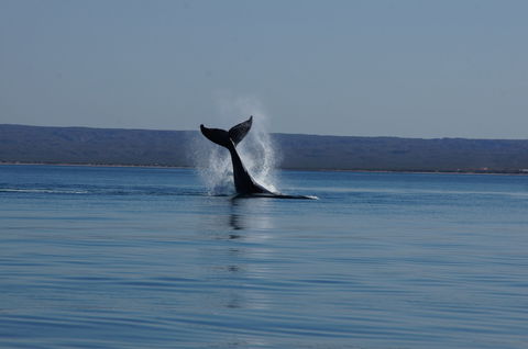 Ningaloo Bed And Breakfast - Sunshine Coast Guide 2