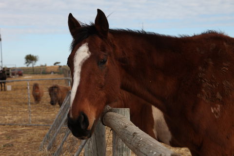 Tarnasey Farm - Cooper's Cottage - Byron Bay Accommodation 1