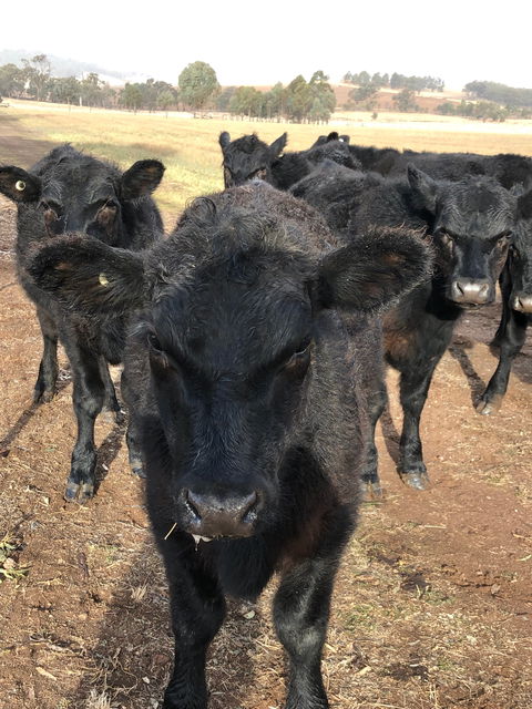 Wallinga Studio Farmstay - Wagga Wagga Accommodation 1