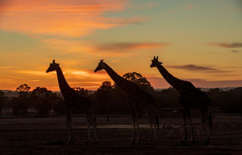 Zoofari Lodge, Taronga Western Plains Zoo Dubbo - Lightning Ridge Tourism 1