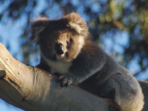 Bimbi Park Camping Under Koalas - Accommodation Asia 0