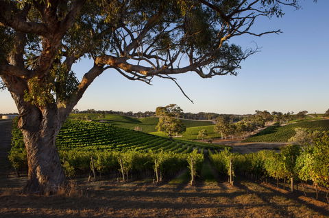 Longview Vineyard Accommodation - Wagga Wagga Accommodation 2