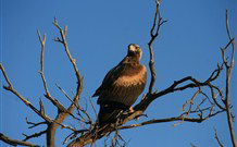 Pimpara Lake Stationstay - Victoria Tourism 2