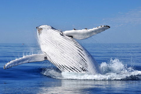 Coffs Harbour YHA - Tourism Listing 10
