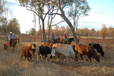 Myella Farmstay - Baralaba - Victoria Tourism 7