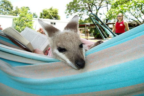 Myella Farmstay - Baralaba - Victoria Tourism 6