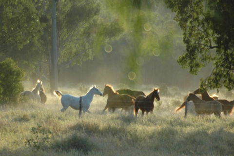 Myella Farmstay - Baralaba - Victoria Tourism 8