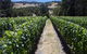 Resolution Vineyard House - thumb 1
