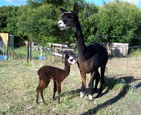 Cleburne - Victoria Tourism 5